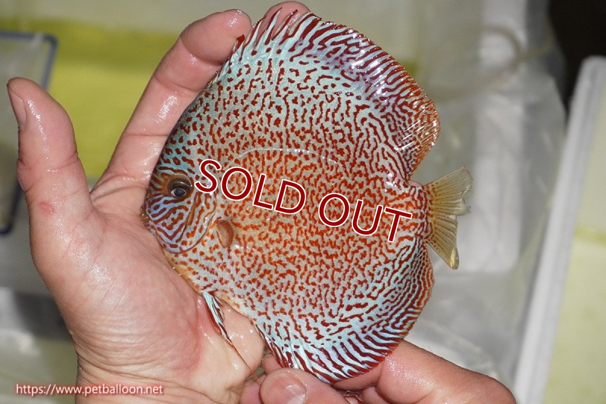 画像6: 【ディスカス】【通販】スーパーレッドキングバイパー（スーパーファインパターン＆ハイフォーム）【個体販売】12-13cm（生体）マレーシア　NAディスカスファーム (6)