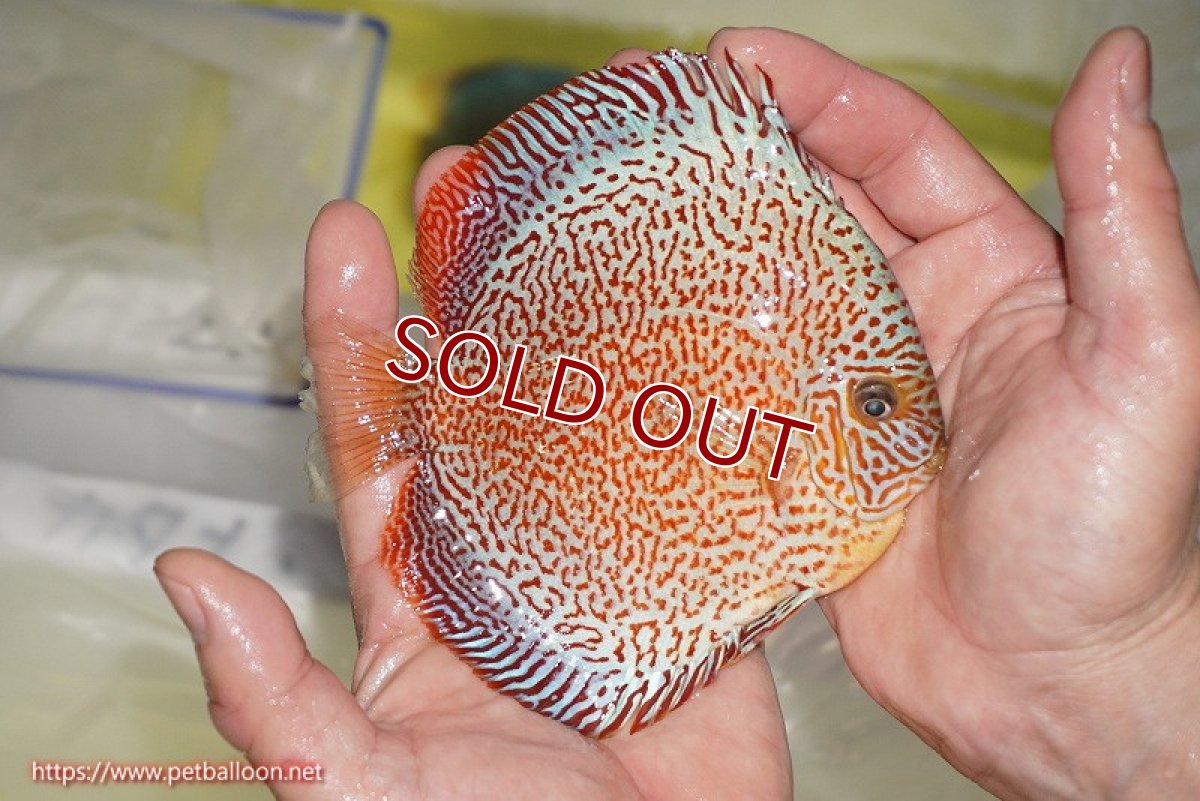 画像7: 【ディスカス】【通販】スーパーレッドキングバイパー（スーパーファインパターン＆ハイフォーム）【個体販売】12-13cm（生体）マレーシア　NAディスカスファーム (7)