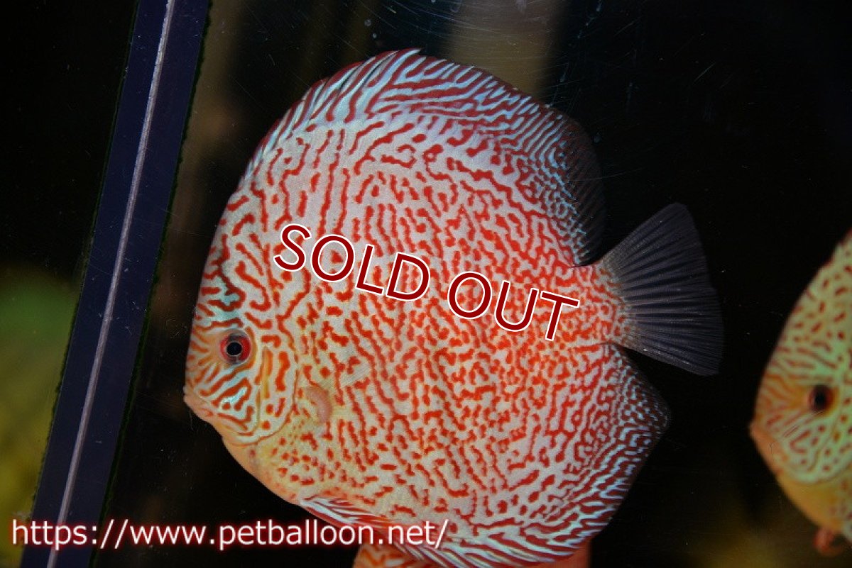 画像2: 【ディスカス】【通販】スーパーレッドキングバイパー（スーパーファインパターン＆ハイフォーム）【個体販売】12-13cm（生体）マレーシア　NAディスカスファーム (2)