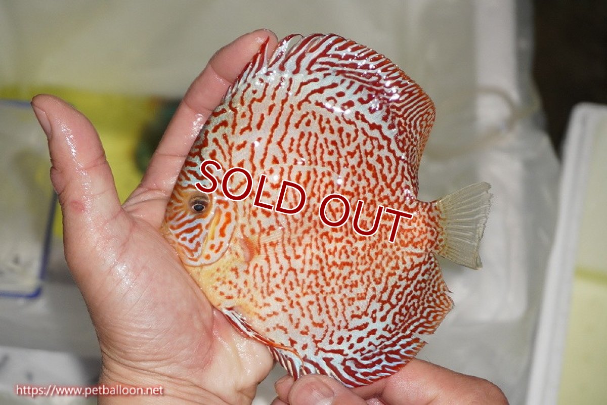 画像3: 【ディスカス】【通販】スーパーレッドキングバイパー（スーパーファインパターン＆ハイフォーム）【個体販売】12-13cm（生体）マレーシア　NAディスカスファーム (3)