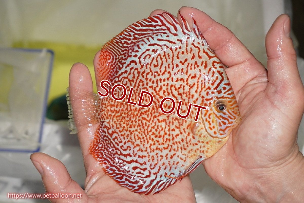 画像4: 【ディスカス】【通販】スーパーレッドキングバイパー（スーパーファインパターン＆ハイフォーム）【個体販売】12-13cm（生体）マレーシア　NAディスカスファーム (4)