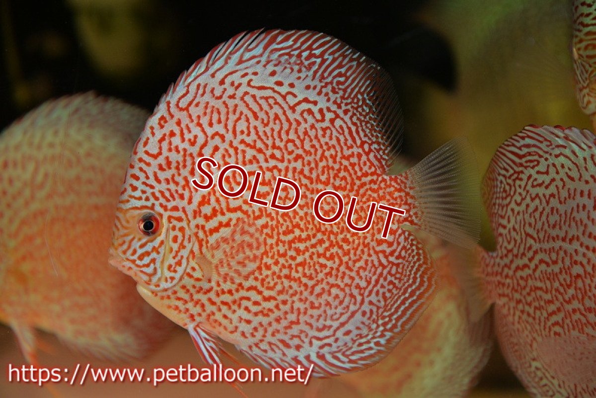 画像2: 【ディスカス】【通販】スーパーレッドキングバイパー（スーパーファインパターン＆ハイフォーム）【個体販売】12-13cm（生体）マレーシア　NAディスカスファーム (2)