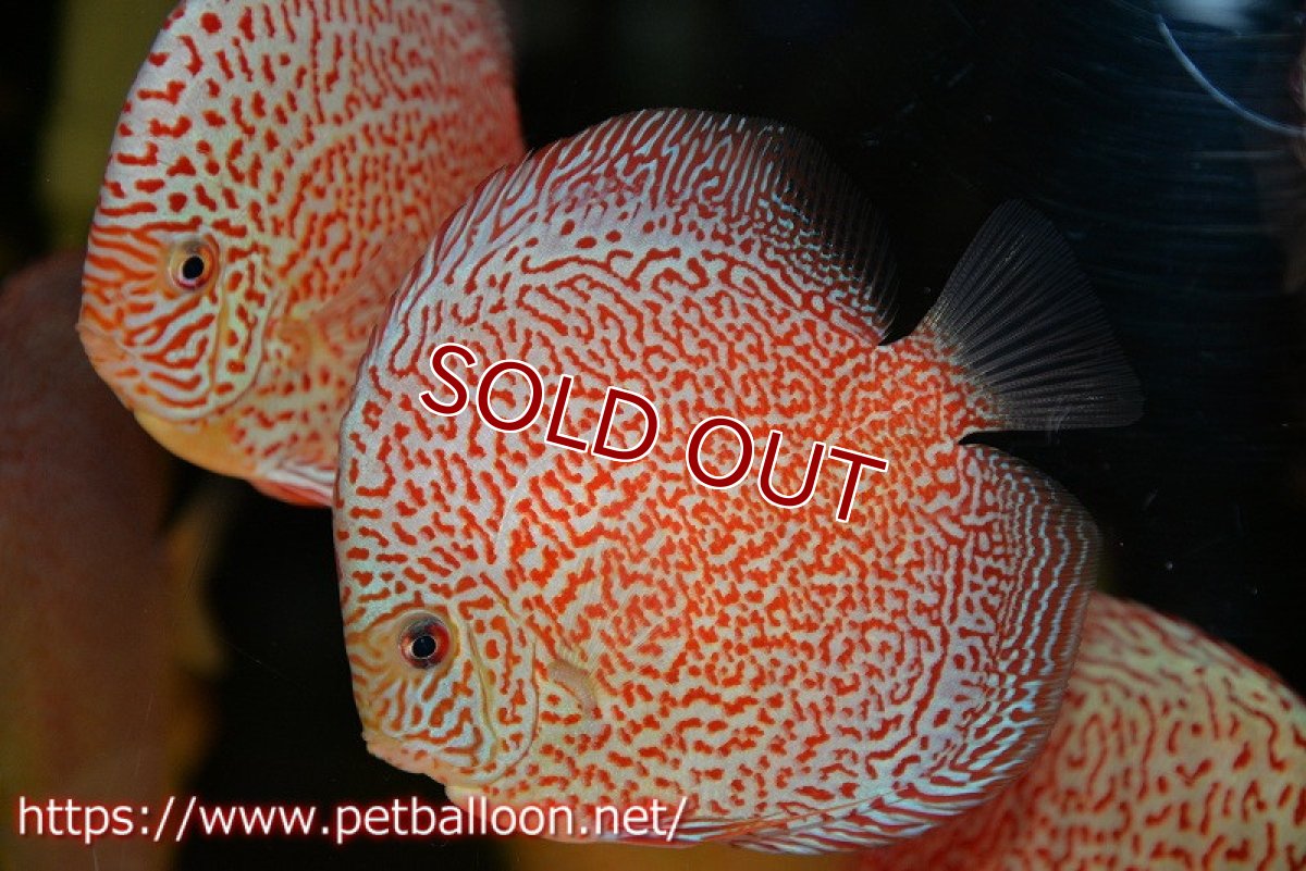 画像3: 【ディスカス】【通販】スーパーレッドキングバイパー（スーパーファインパターン＆ハイフォーム）【個体販売】12-13cm（生体）マレーシア　NAディスカスファーム (3)