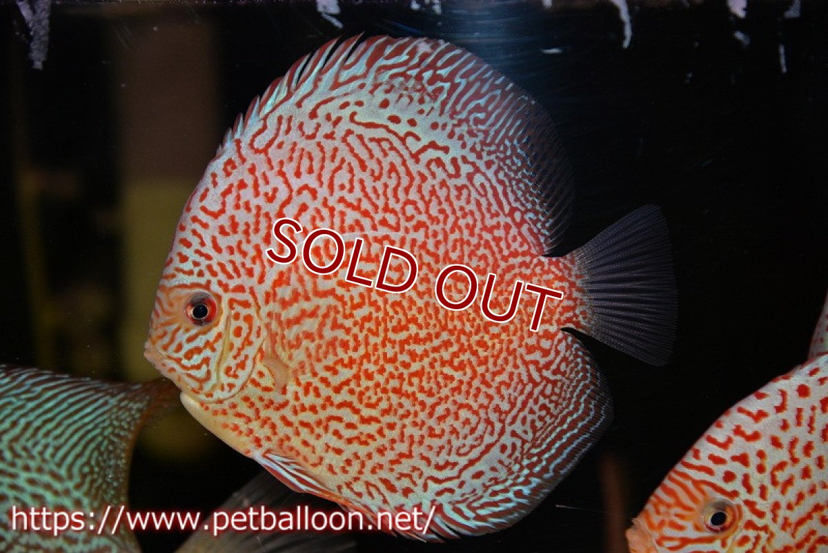 画像4: 【ディスカス】【通販】スーパーレッドキングバイパー（スーパーファインパターン＆ハイフォーム）【個体販売】12-13cm（生体）マレーシア　NAディスカスファーム (4)