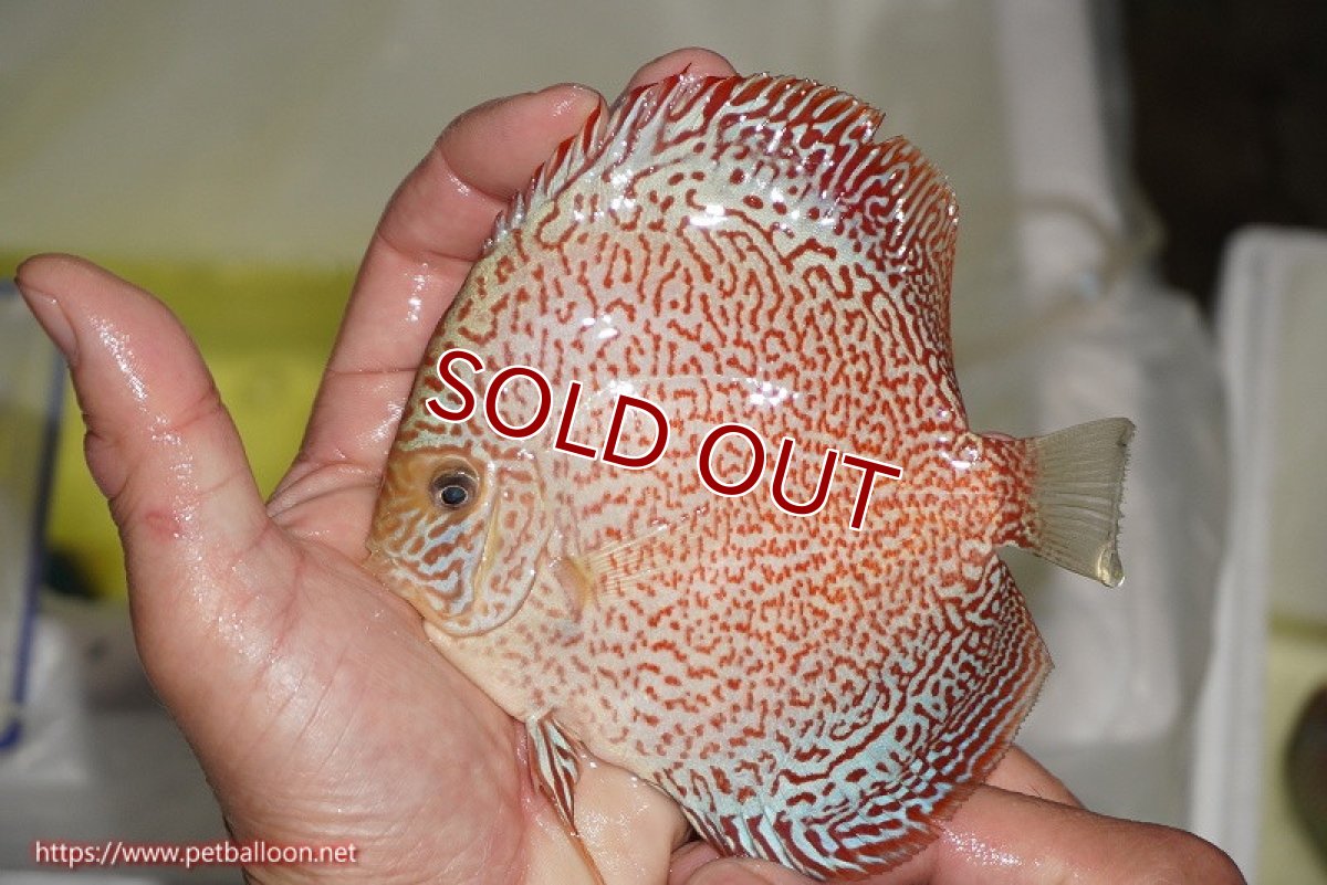 画像5: 【ディスカス】【通販】スーパーレッドキングバイパー（スーパーファインパターン＆ハイフォーム）【個体販売】12-13cm（生体）マレーシア　NAディスカスファーム (5)