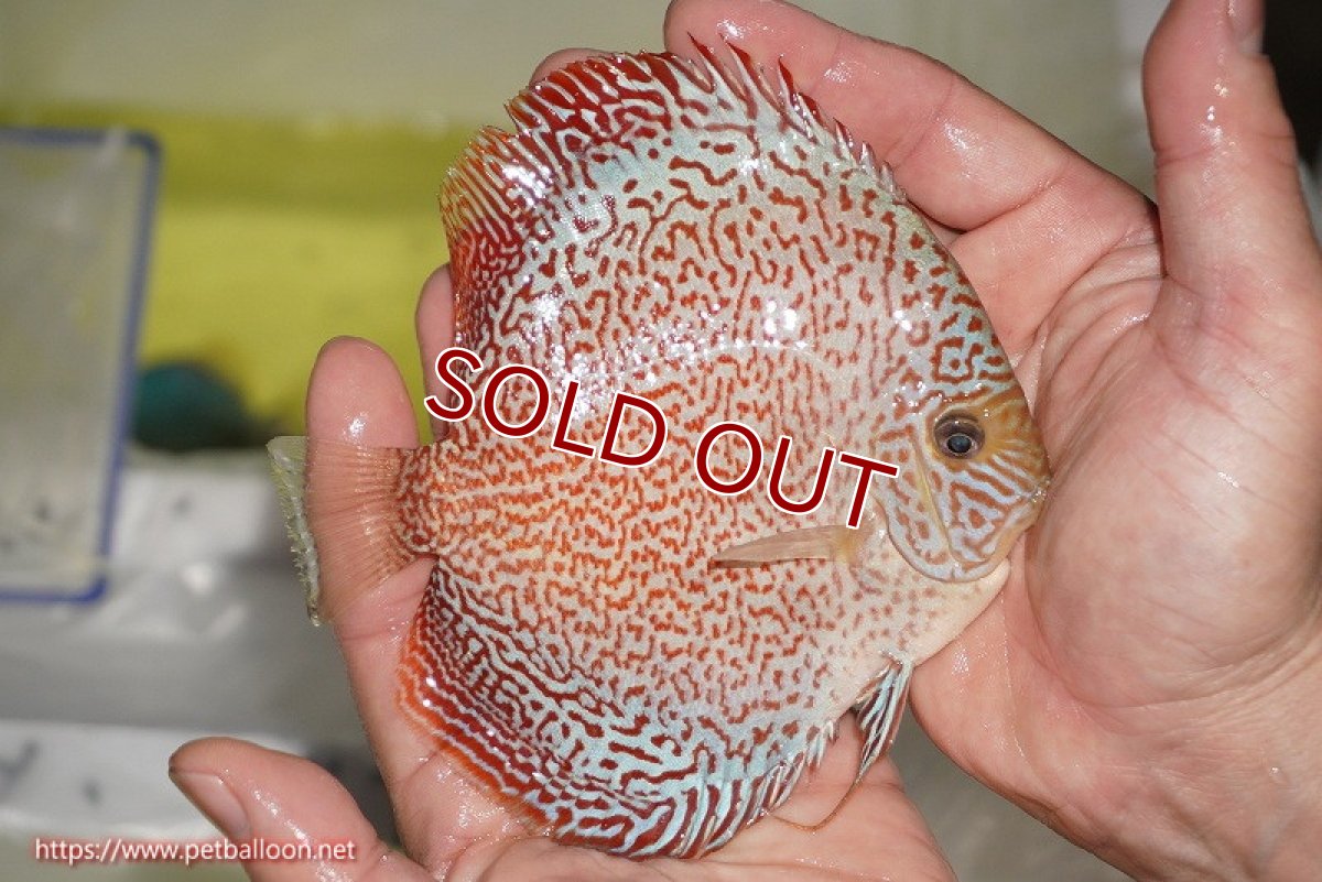 画像6: 【ディスカス】【通販】スーパーレッドキングバイパー（スーパーファインパターン＆ハイフォーム）【個体販売】12-13cm（生体）マレーシア　NAディスカスファーム (6)