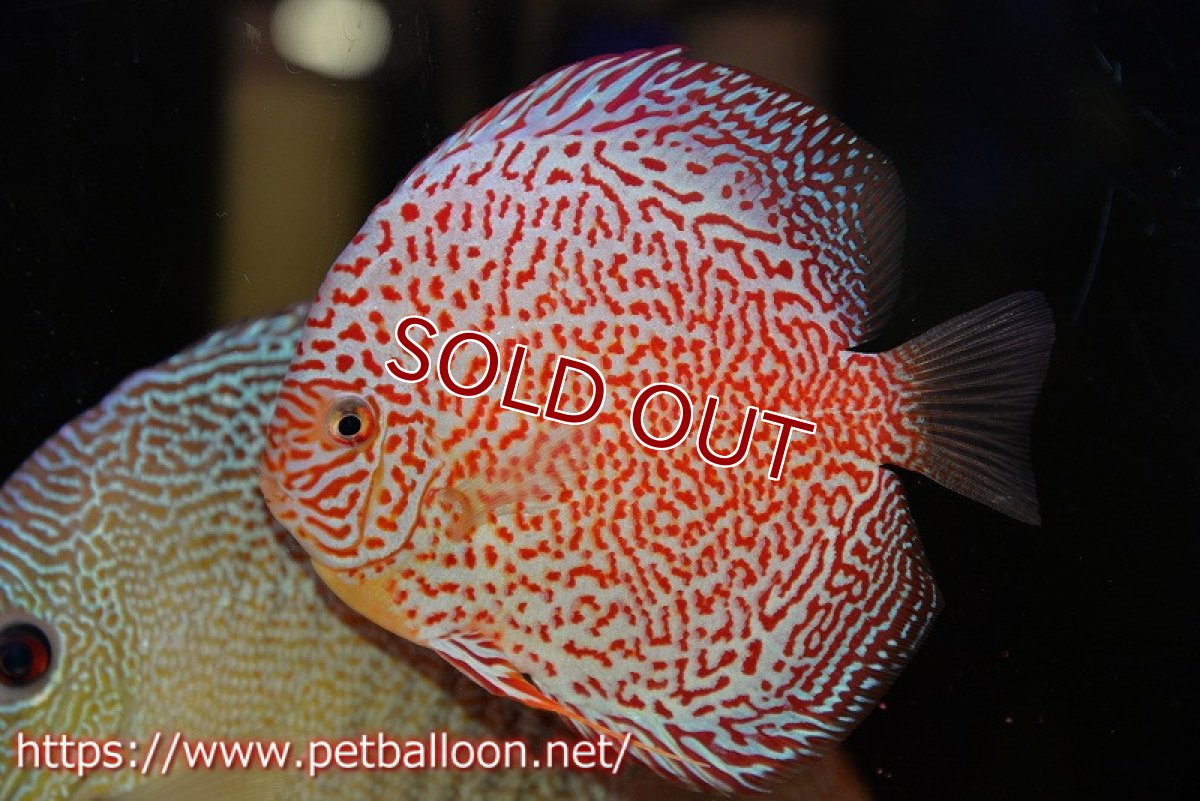 画像2: 【ディスカス】【ディスカス】【通販】スーパーレッドキングバイパー（スーパーファインパターン＆ハイフォーム）【個体販売】12-13cm（生体）マレーシア　NAディスカスファーム (2)