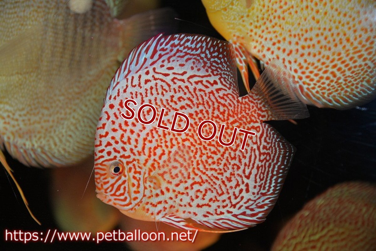 画像3: 【ディスカス】【ディスカス】【通販】スーパーレッドキングバイパー（スーパーファインパターン＆ハイフォーム）【個体販売】12-13cm（生体）マレーシア　NAディスカスファーム (3)