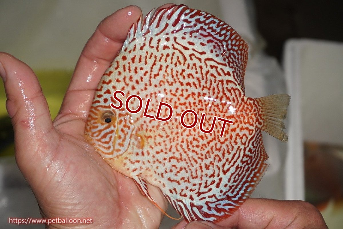 画像4: 【ディスカス】【ディスカス】【通販】スーパーレッドキングバイパー（スーパーファインパターン＆ハイフォーム）【個体販売】12-13cm（生体）マレーシア　NAディスカスファーム (4)