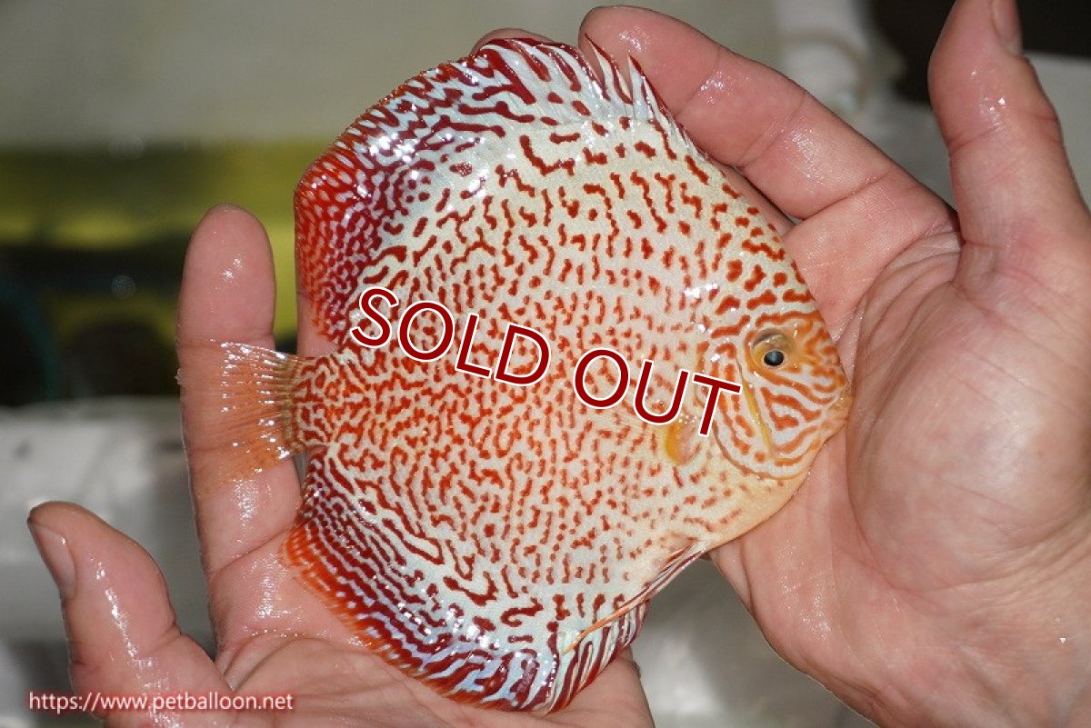 画像5: 【ディスカス】【ディスカス】【通販】スーパーレッドキングバイパー（スーパーファインパターン＆ハイフォーム）【個体販売】12-13cm（生体）マレーシア　NAディスカスファーム (5)