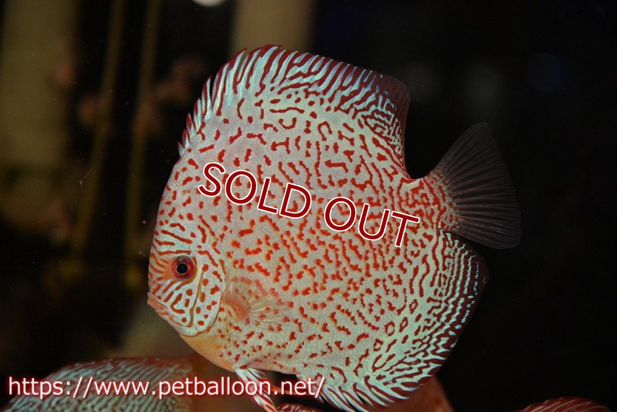 画像2: 【ディスカス】【通販】スーパーレッドキングバイパー（スーパーファインパターン＆ハイフォーム）【個体販売】12-13cm（生体）マレーシア　NAディスカスファーム (2)