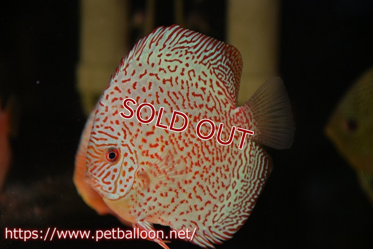 画像3: 【ディスカス】【通販】スーパーレッドキングバイパー（スーパーファインパターン＆ハイフォーム）【個体販売】12-13cm（生体）マレーシア　NAディスカスファーム (3)