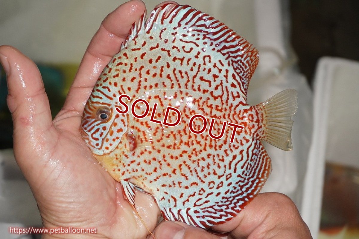 画像4: 【ディスカス】【通販】スーパーレッドキングバイパー（スーパーファインパターン＆ハイフォーム）【個体販売】12-13cm（生体）マレーシア　NAディスカスファーム (4)