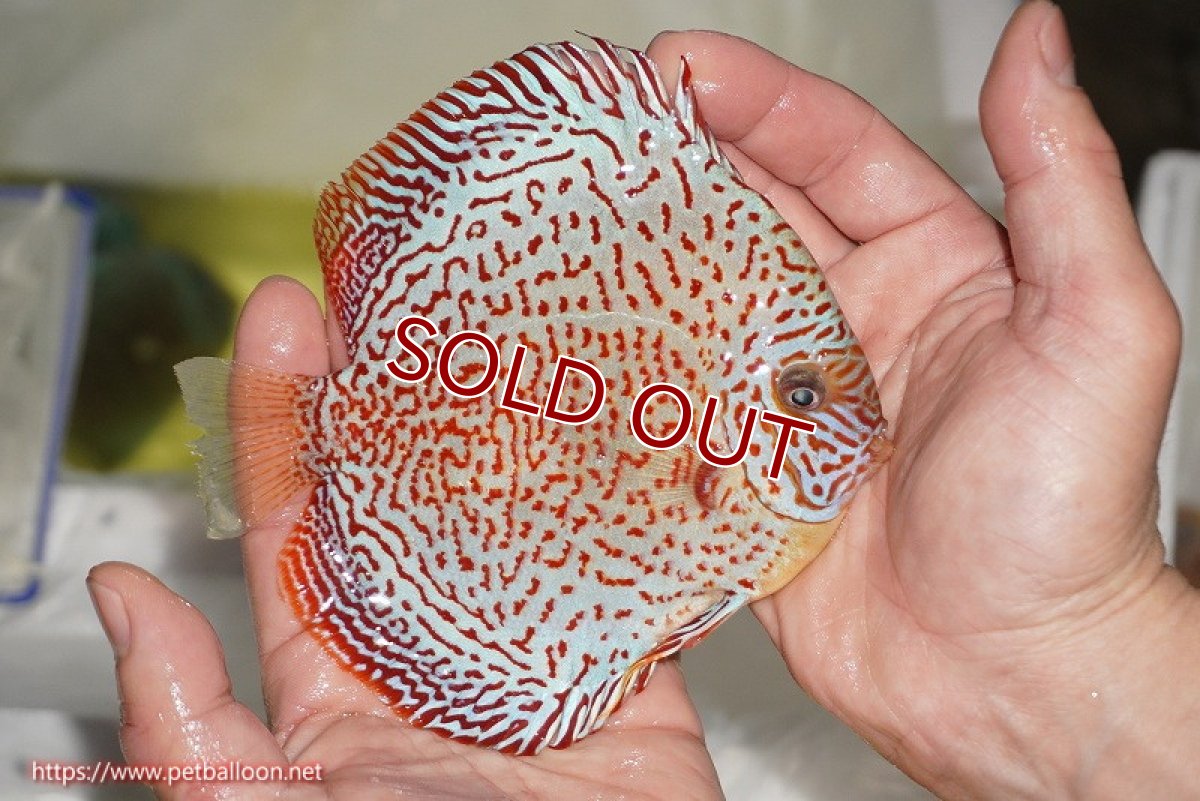 画像5: 【ディスカス】【通販】スーパーレッドキングバイパー（スーパーファインパターン＆ハイフォーム）【個体販売】12-13cm（生体）マレーシア　NAディスカスファーム (5)