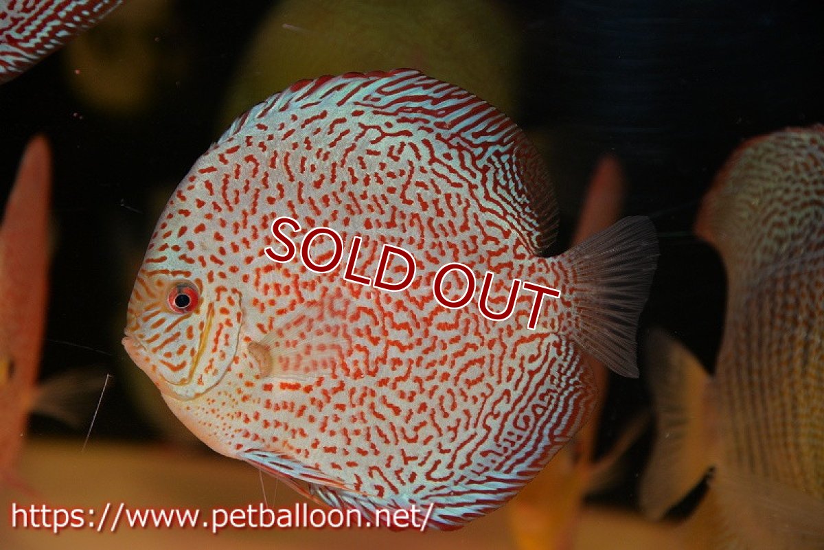 画像2: 【ディスカス】【通販】スーパーレッドキングバイパー（スーパーファインパターン＆ハイフォーム）【個体販売】12-13cm（生体）マレーシア　NAディスカスファーム (2)