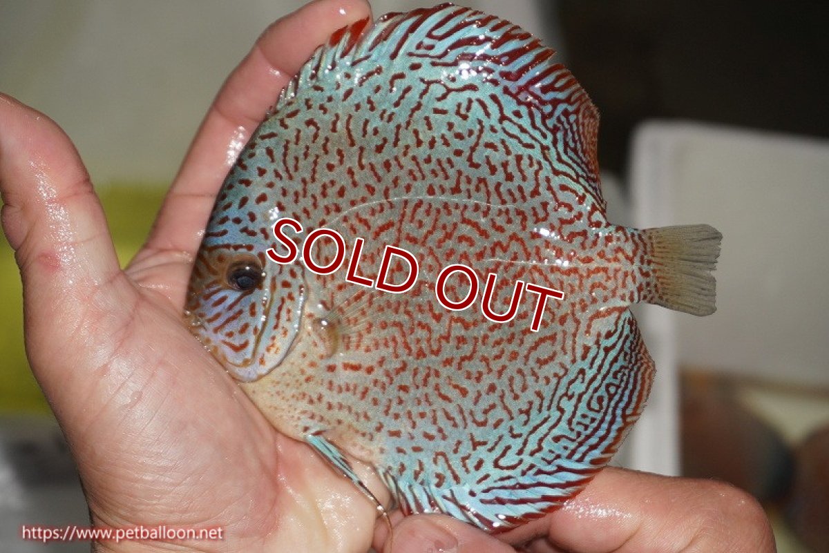 画像3: 【ディスカス】【通販】スーパーレッドキングバイパー（スーパーファインパターン＆ハイフォーム）【個体販売】12-13cm（生体）マレーシア　NAディスカスファーム (3)