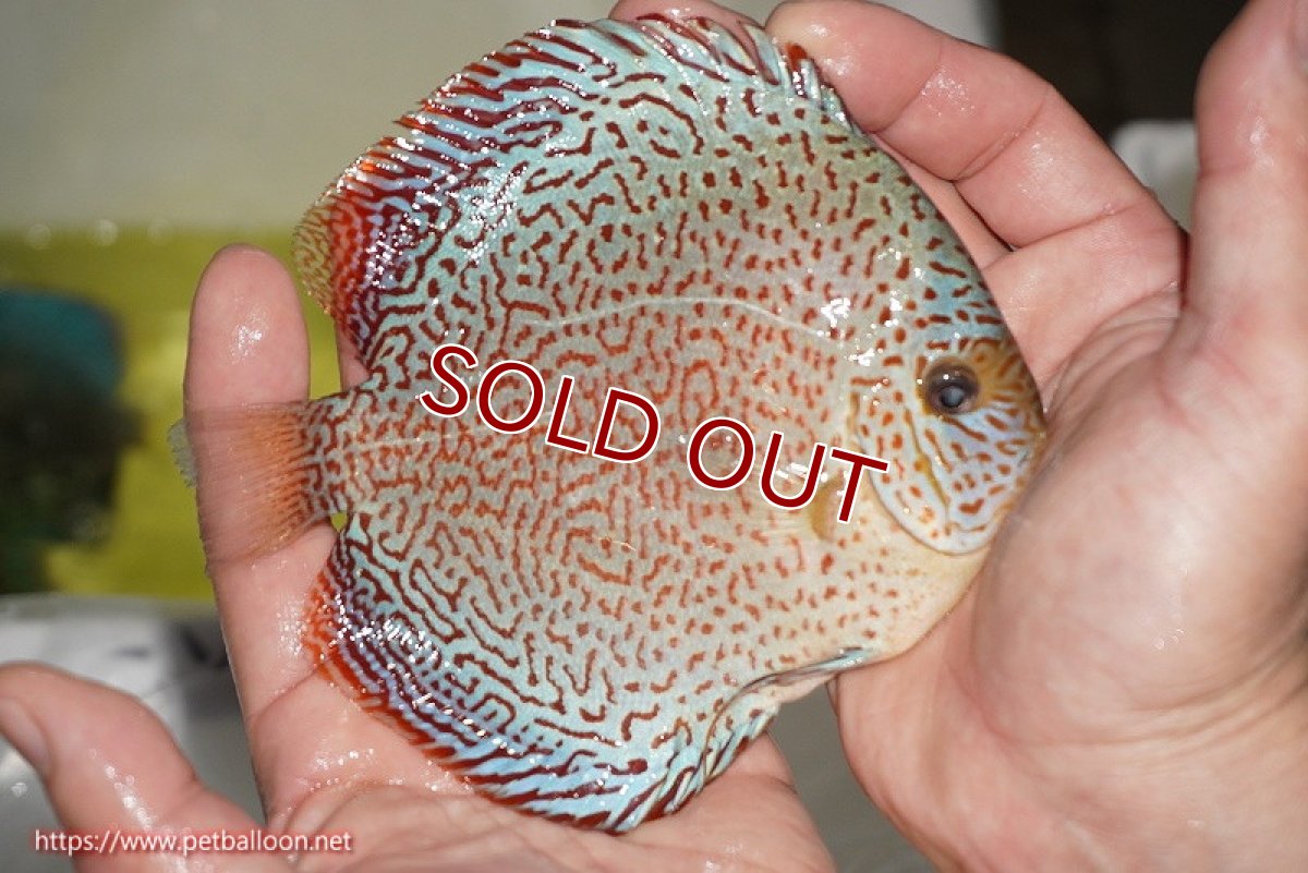 画像4: 【ディスカス】【通販】スーパーレッドキングバイパー（スーパーファインパターン＆ハイフォーム）【個体販売】12-13cm（生体）マレーシア　NAディスカスファーム (4)