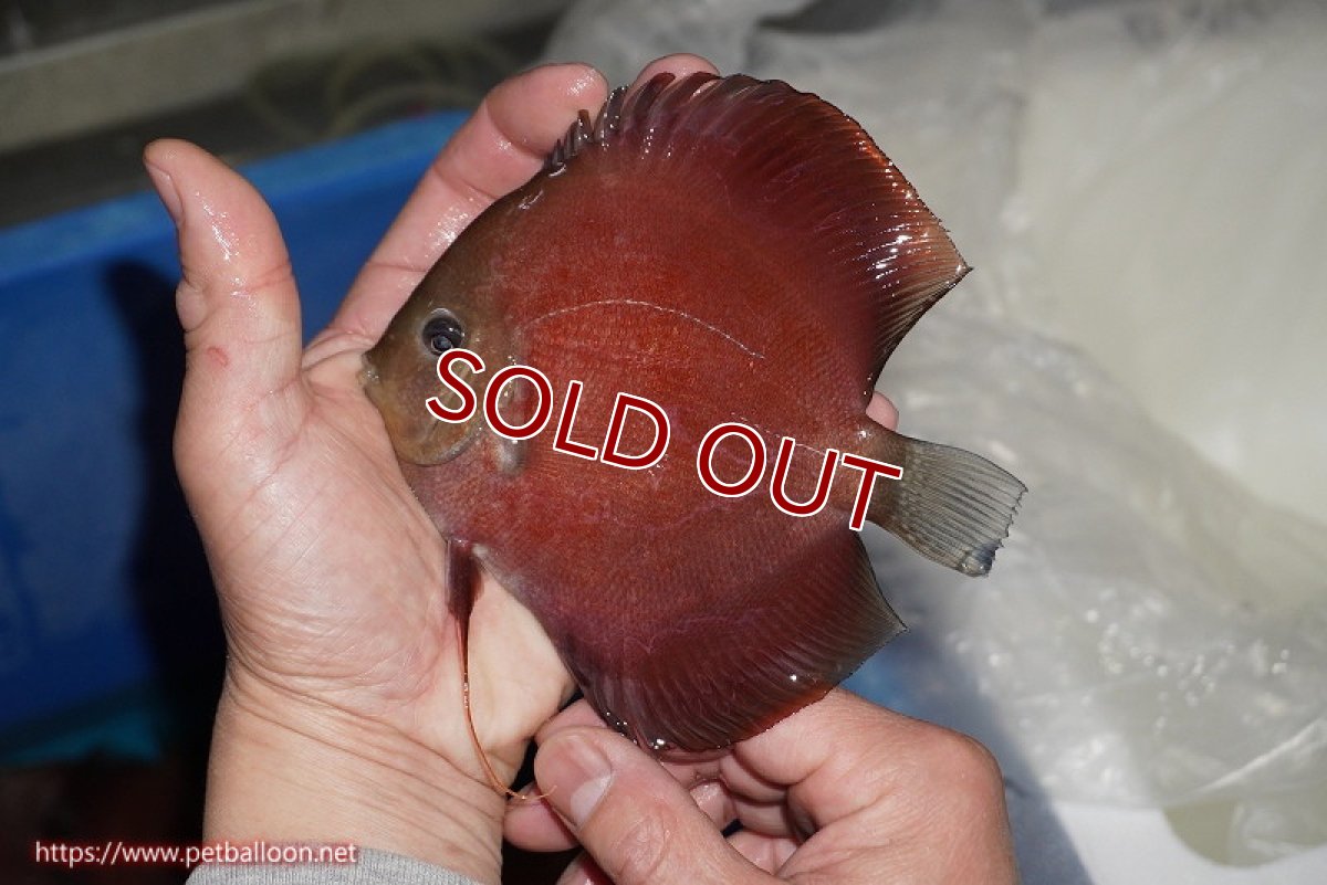 画像2: 【ディスカス】【通販】【ニューストレイン】ワイルドクロスレッドカバーF3【個体販売】12-13cm（生体）マレーシア　NAディスカスファーム (2)