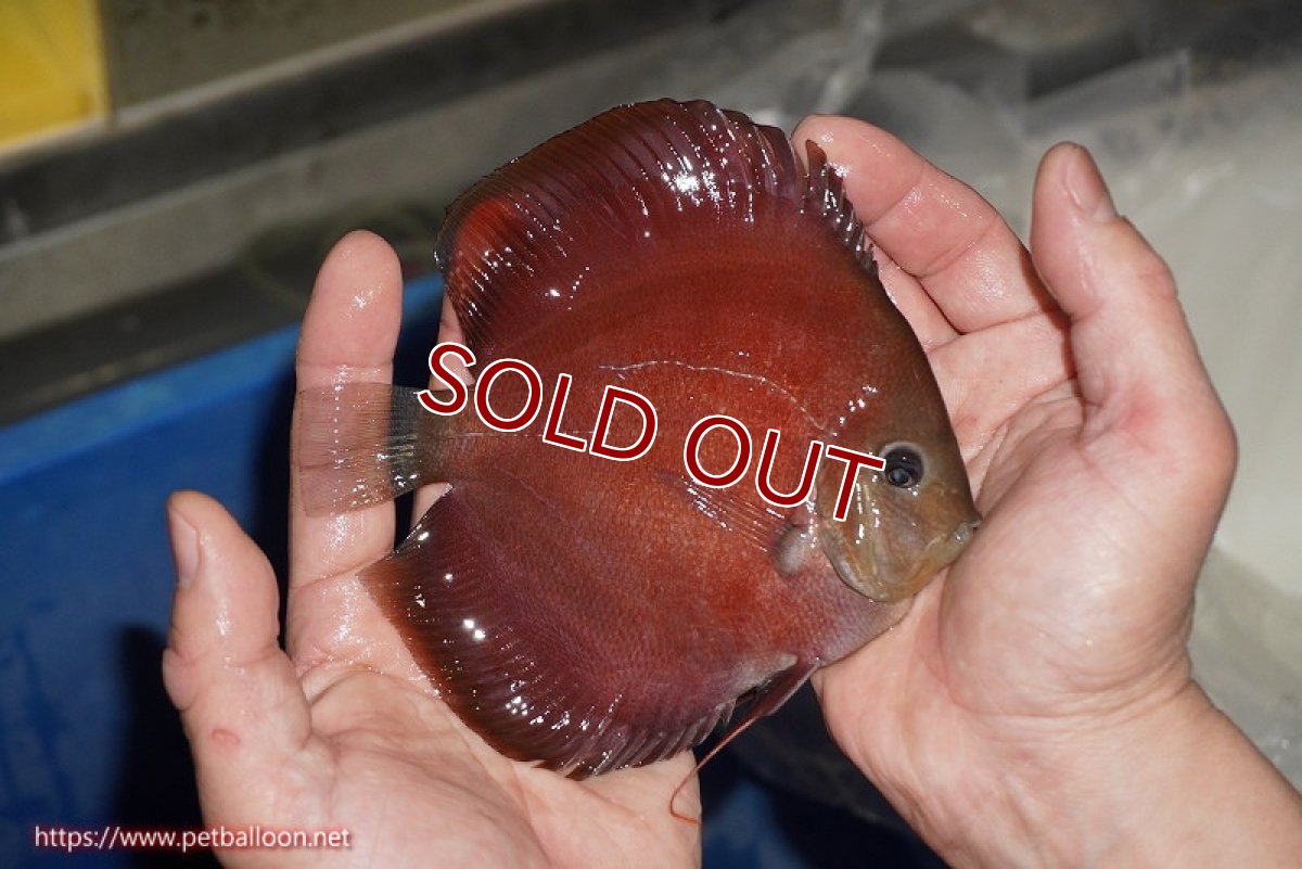 画像3: 【ディスカス】【通販】【ニューストレイン】ワイルドクロスレッドカバーF3【個体販売】12-13cm（生体）マレーシア　NAディスカスファーム (3)