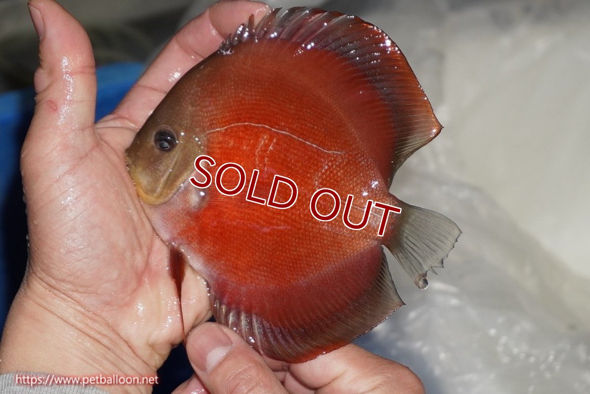 画像2: 【ディスカス】【通販】【ニューストレイン】ワイルドクロスレッドカバーF3【個体販売】12-13cm（生体）マレーシア　NAディスカスファーム (2)