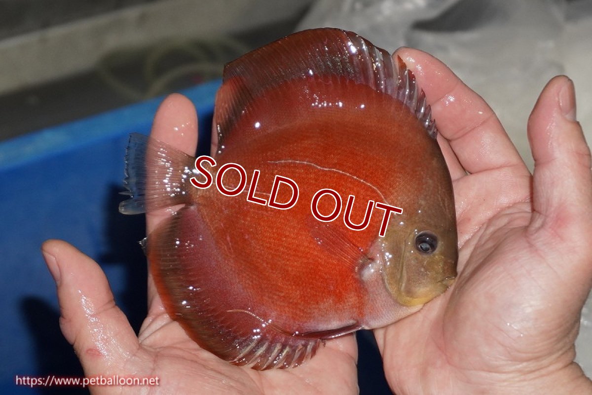 画像3: 【ディスカス】【通販】【ニューストレイン】ワイルドクロスレッドカバーF3【個体販売】12-13cm（生体）マレーシア　NAディスカスファーム (3)