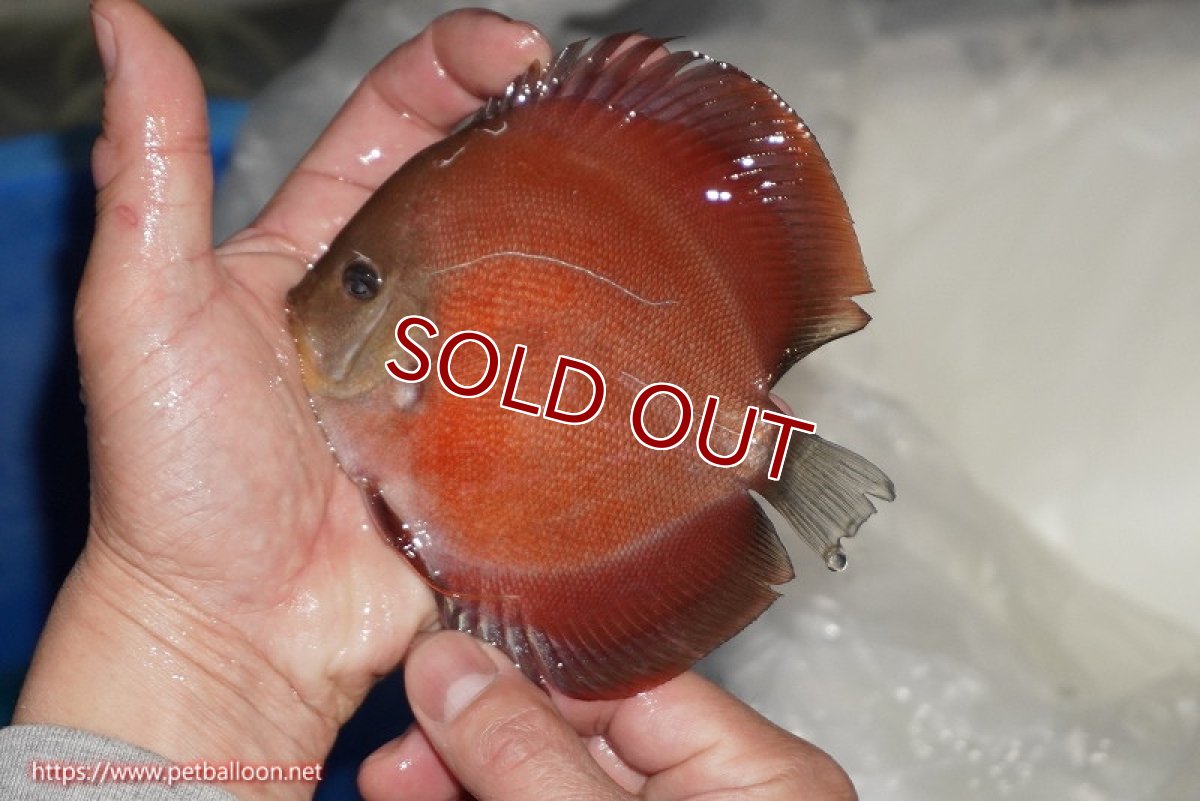 画像2: 【ディスカス】【通販】【ニューストレイン】ワイルドクロスレッドカバーF3【個体販売】12-13cm（生体）マレーシア　NAディスカスファーム (2)