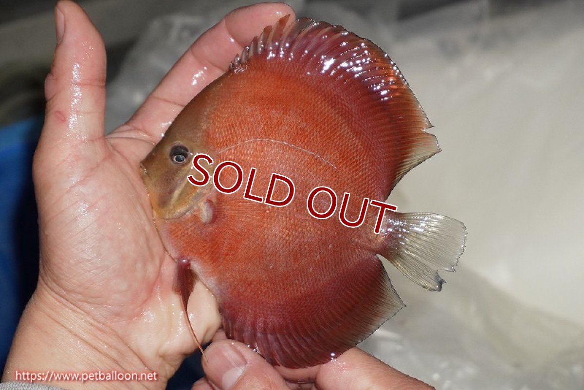 画像2: 【ディスカス】【通販】【ニューストレイン】ワイルドクロスレッドカバーF3【個体販売】12-13cm（生体）マレーシア　NAディスカスファーム (2)