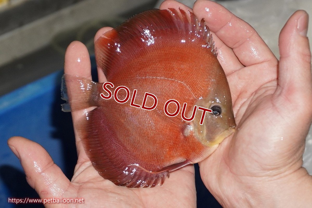 画像3: 【ディスカス】【通販】【ニューストレイン】ワイルドクロスレッドカバーF3【個体販売】12-13cm（生体）マレーシア　NAディスカスファーム (3)