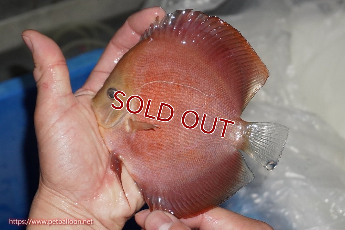 画像2: 【ディスカス】【通販】【ニューストレイン】ワイルドクロスレッドカバーF3【個体販売】12-13cm（生体）マレーシア　NAディスカスファーム (2)