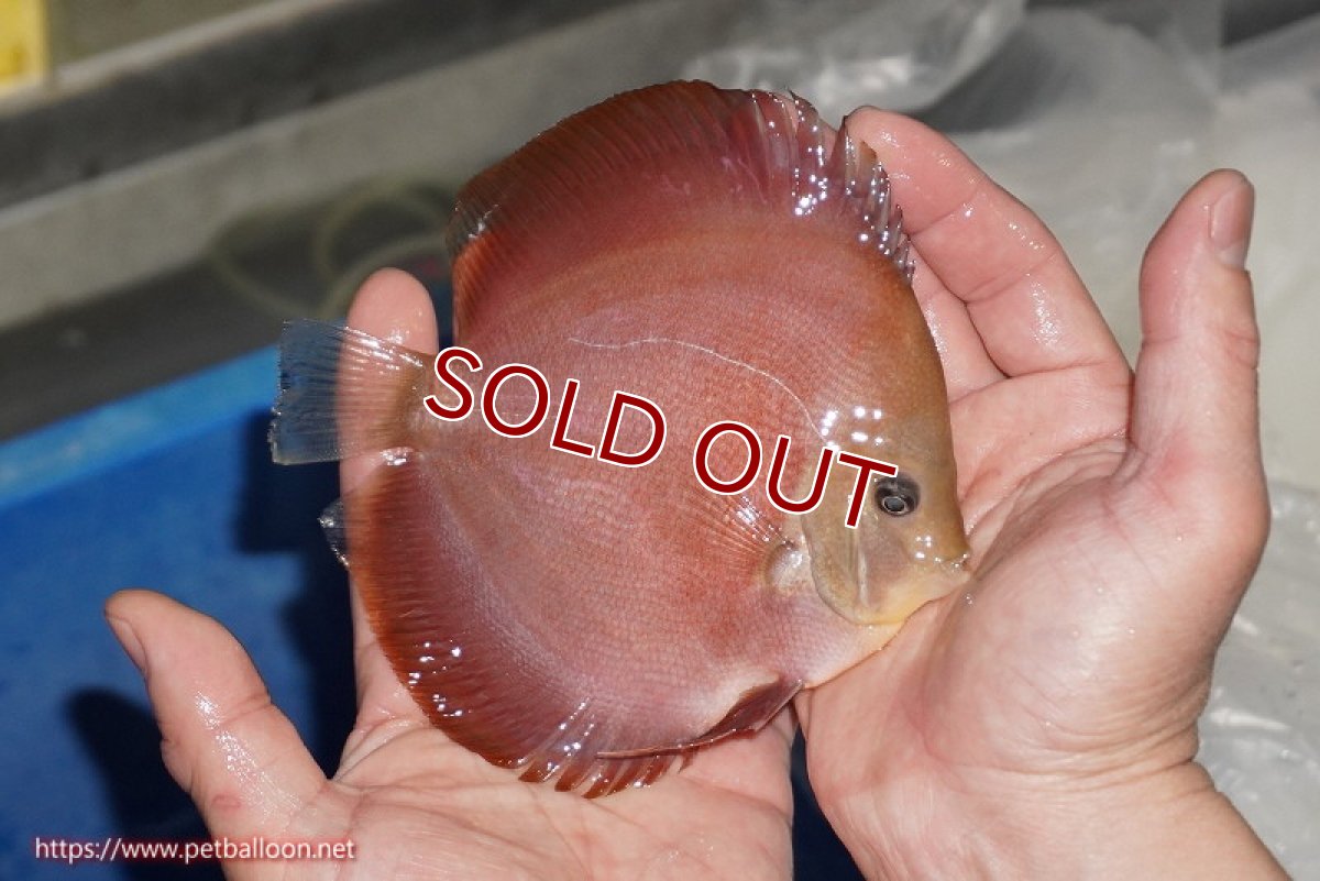 画像3: 【ディスカス】【通販】【ニューストレイン】ワイルドクロスレッドカバーF3【個体販売】12-13cm（生体）マレーシア　NAディスカスファーム (3)