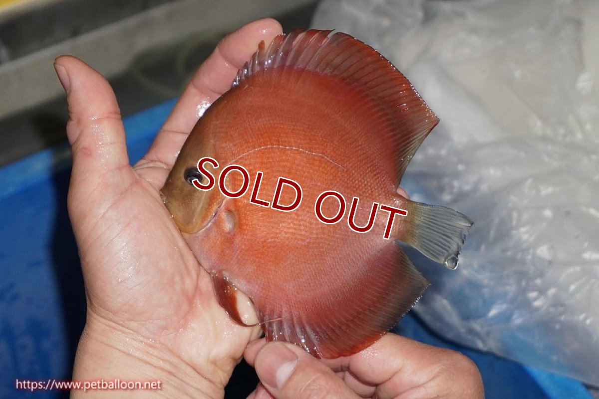 画像2: 【ディスカス】【通販】【ニューストレイン】ワイルドクロスレッドカバーF3【個体販売】12-13cm（生体）マレーシア　NAディスカスファーム (2)