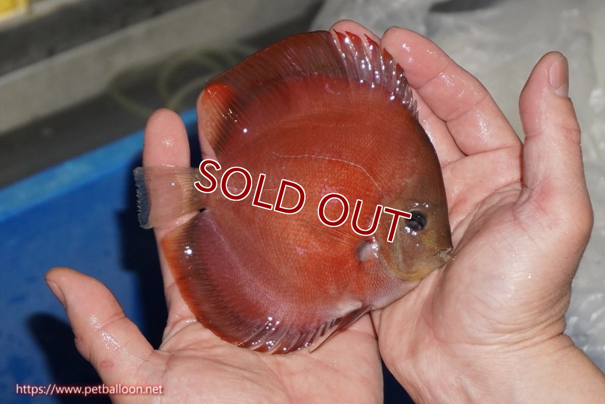 画像3: 【ディスカス】【通販】【ニューストレイン】ワイルドクロスレッドカバーF3【個体販売】12-13cm（生体）マレーシア　NAディスカスファーム (3)