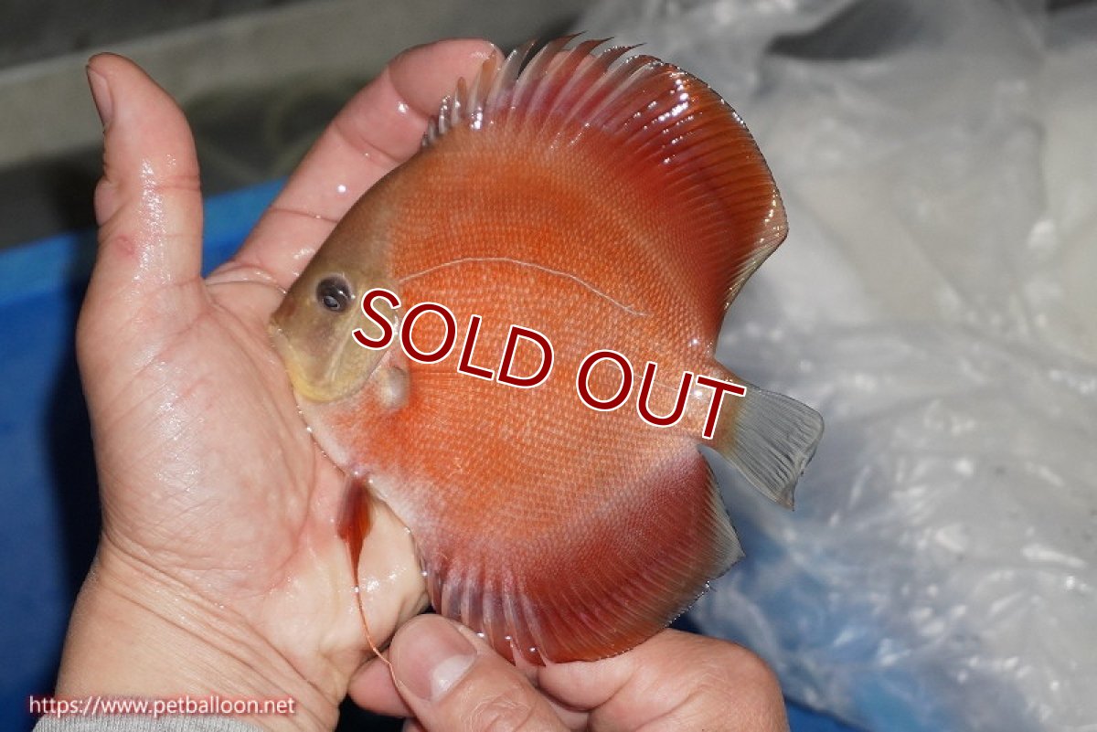 画像2: 【ディスカス】【通販】【ニューストレイン】ワイルドクロスレッドカバーF3【個体販売】12-13cm（生体）マレーシア　NAディスカスファーム (2)