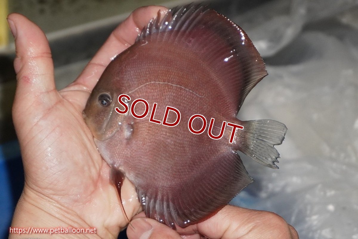 画像2: 【ディスカス】【通販】【ニューストレイン】ワイルドクロスレッドカバーF3【個体販売】12-13cm（生体）マレーシア　NAディスカスファーム (2)