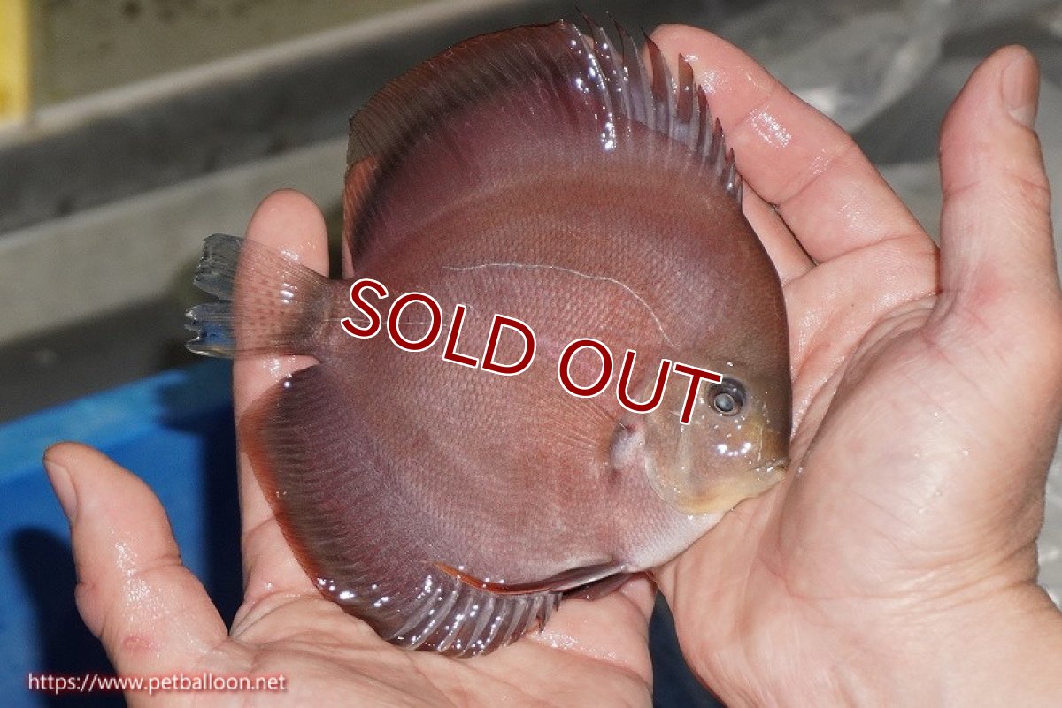 画像3: 【ディスカス】【通販】【ニューストレイン】ワイルドクロスレッドカバーF3【個体販売】12-13cm（生体）マレーシア　NAディスカスファーム (3)