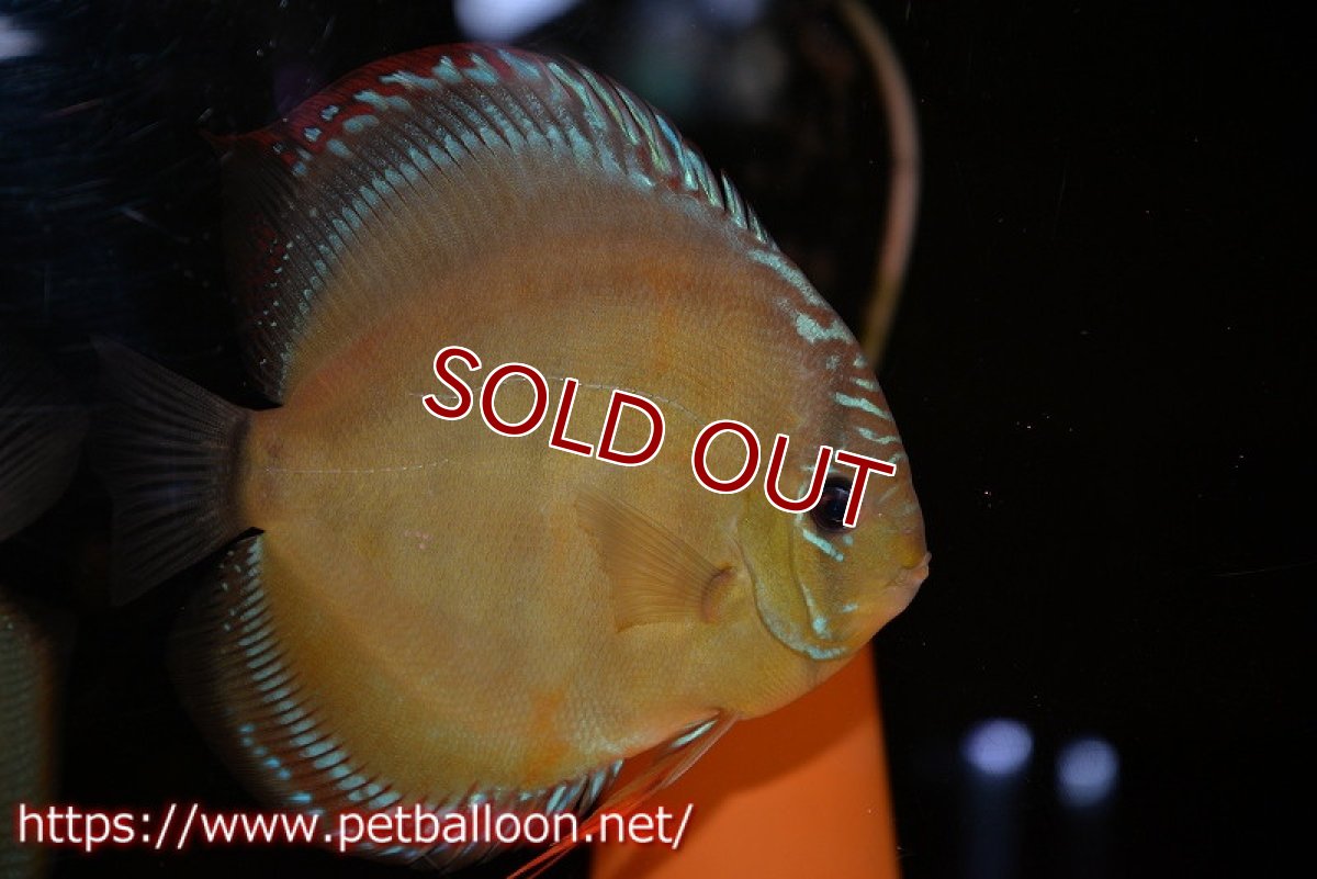 画像2: 【ディスカス】【通販】【体着経験あり】【究極のワイルドクロス ニューストレイン】ラーゴイリピシレッドF3 クロス ラーゴパラコニブラッドレッドF2(タイプレッド)【個体ペア販売】16-17cm(生体)マレーシア KLディスカスファーム (2)