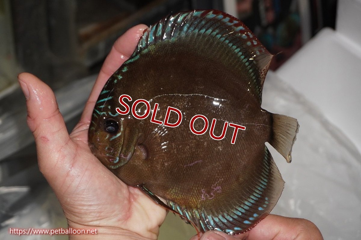 画像3: 【ディスカス】【通販】【体着経験あり】【究極のワイルドクロス ニューストレイン】ラーゴイリピシレッドF3 クロス ラーゴパラコニブラッドレッドF2(タイプレッド)【個体ペア販売】16-17cm(生体)マレーシア KLディスカスファーム (3)