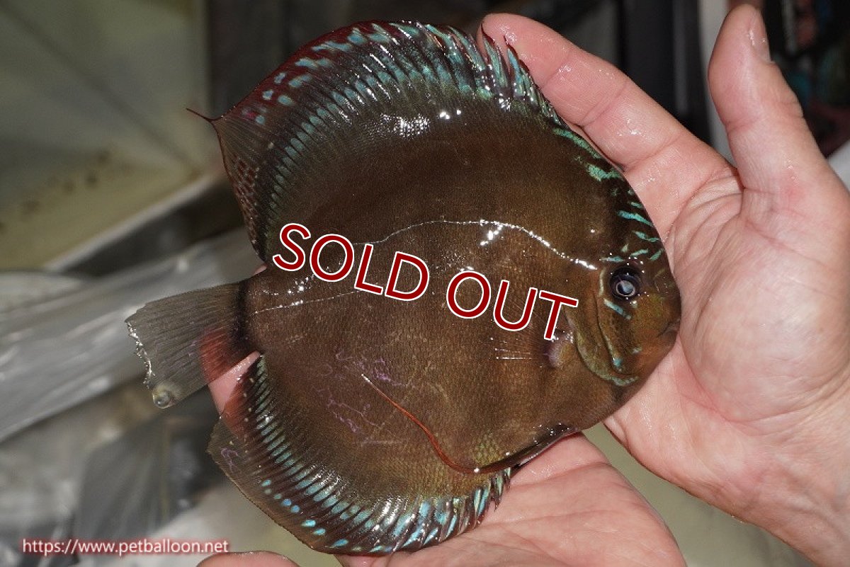 画像4: 【ディスカス】【通販】【体着経験あり】【究極のワイルドクロス ニューストレイン】ラーゴイリピシレッドF3 クロス ラーゴパラコニブラッドレッドF2(タイプレッド)【個体ペア販売】16-17cm(生体)マレーシア KLディスカスファーム (4)