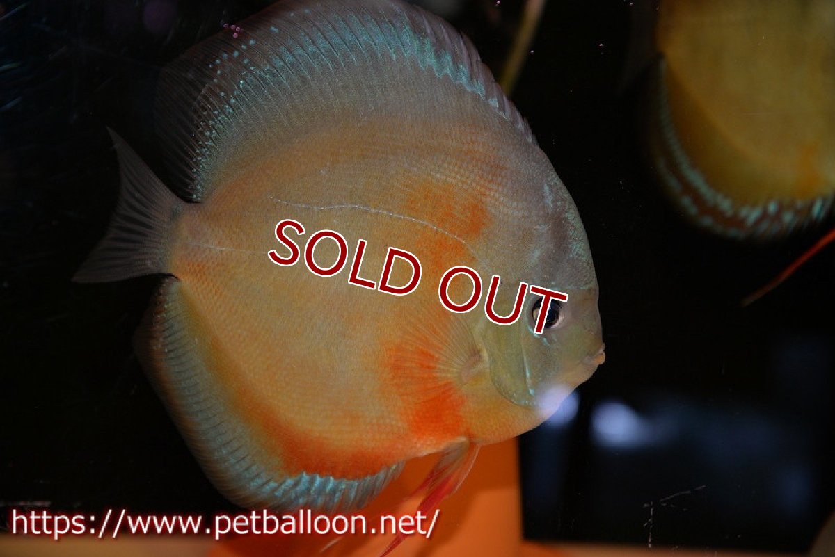 画像5: 【ディスカス】【通販】【体着経験あり】【究極のワイルドクロス ニューストレイン】ラーゴイリピシレッドF3 クロス ラーゴパラコニブラッドレッドF2(タイプレッド)【個体ペア販売】16-17cm(生体)マレーシア KLディスカスファーム (5)