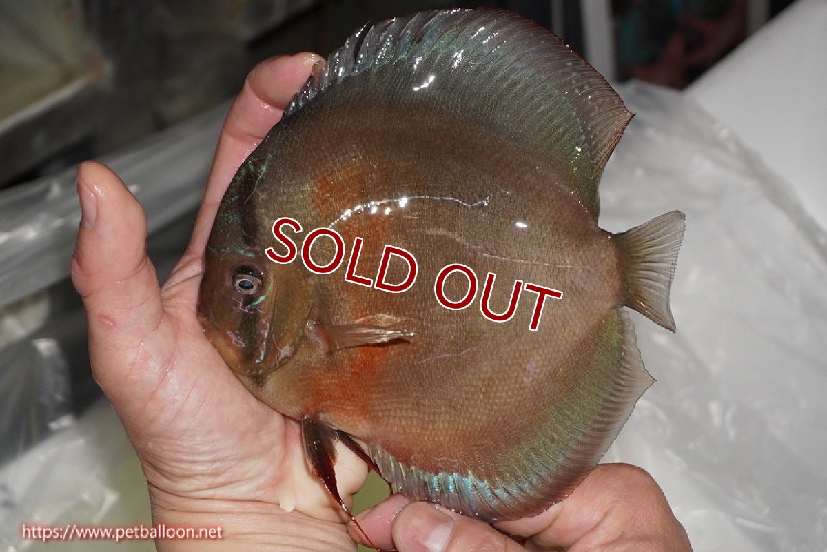 画像6: 【ディスカス】【通販】【体着経験あり】【究極のワイルドクロス ニューストレイン】ラーゴイリピシレッドF3 クロス ラーゴパラコニブラッドレッドF2(タイプレッド)【個体ペア販売】16-17cm(生体)マレーシア KLディスカスファーム (6)