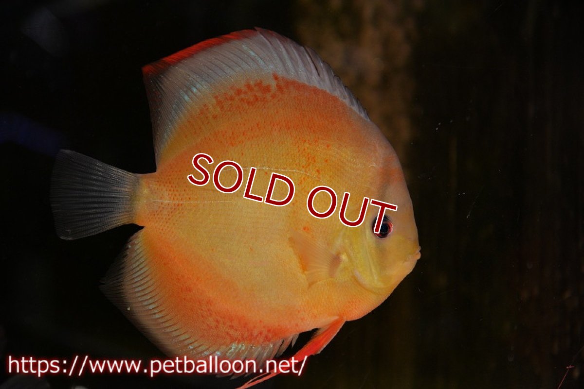 画像2: 【ディスカス】【通販】【究極のワイルドクロス ニューストレイン】ラーゴイリピシレッドF3 クロス ラーゴパラコニブラッドレッドF2(タイプレッド)【個体ペア販売】16-17cm(生体)マレーシア KLディスカスファーム (2)