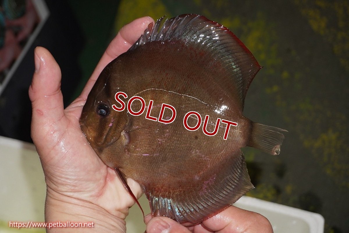 画像3: 【ディスカス】【通販】【究極のワイルドクロス ニューストレイン】ラーゴイリピシレッドF3 クロス ラーゴパラコニブラッドレッドF2(タイプレッド)【個体ペア販売】16-17cm(生体)マレーシア KLディスカスファーム (3)