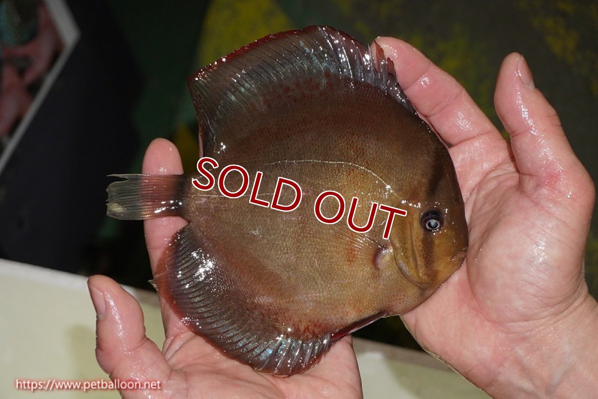 画像4: 【ディスカス】【通販】【究極のワイルドクロス ニューストレイン】ラーゴイリピシレッドF3 クロス ラーゴパラコニブラッドレッドF2(タイプレッド)【個体ペア販売】16-17cm(生体)マレーシア KLディスカスファーム (4)