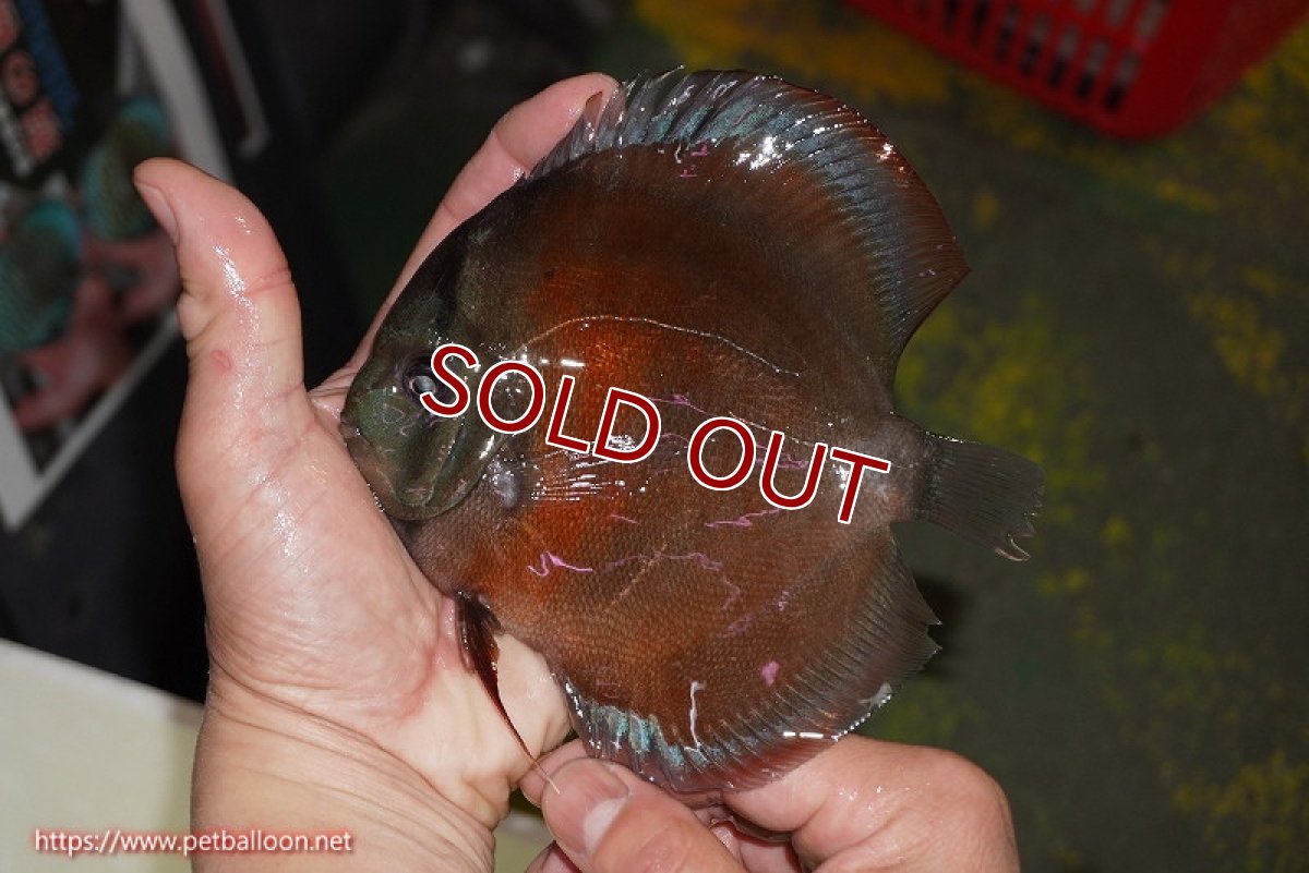 画像6: 【ディスカス】【通販】【究極のワイルドクロス ニューストレイン】ラーゴイリピシレッドF3 クロス ラーゴパラコニブラッドレッドF2(タイプレッド)【個体ペア販売】16-17cm(生体)マレーシア KLディスカスファーム (6)