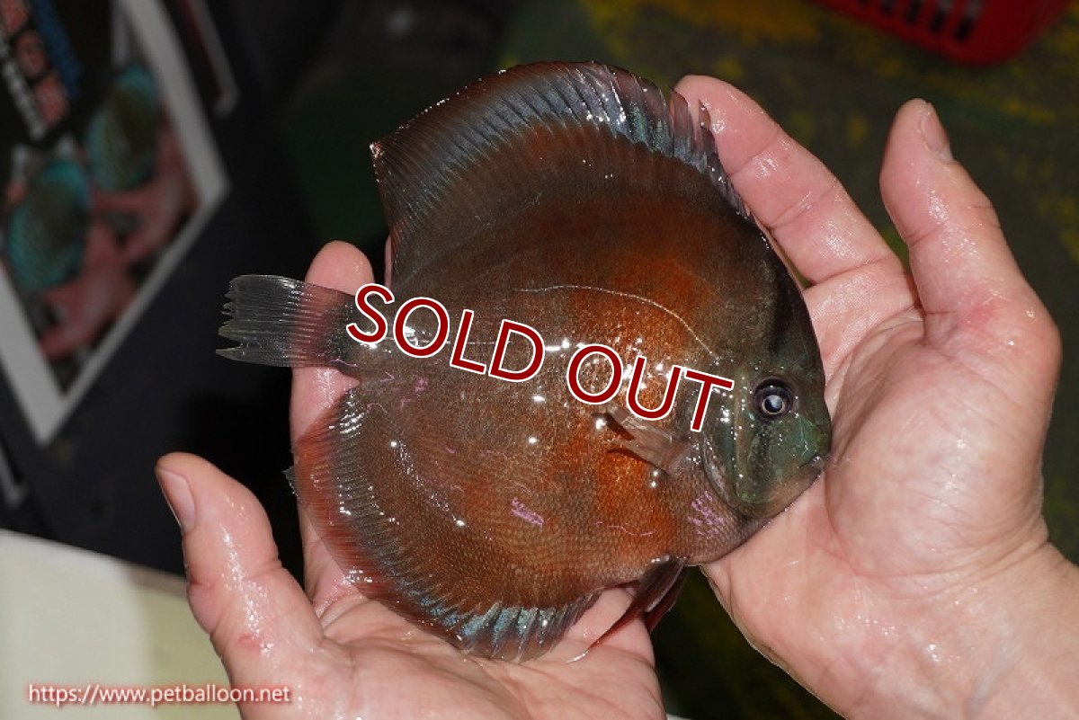 画像7: 【ディスカス】【通販】【究極のワイルドクロス ニューストレイン】ラーゴイリピシレッドF3 クロス ラーゴパラコニブラッドレッドF2(タイプレッド)【個体ペア販売】16-17cm(生体)マレーシア KLディスカスファーム (7)