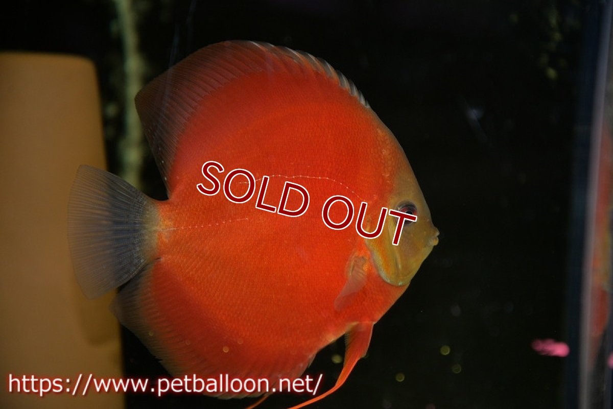 画像2: 【ディスカス】【ディスカス】【通販】【ニューストレイン】ワイルドクロスレッドカバーF3【個体ペア販売】12-13cm（生体）マレーシア　NAディスカスファーム (2)