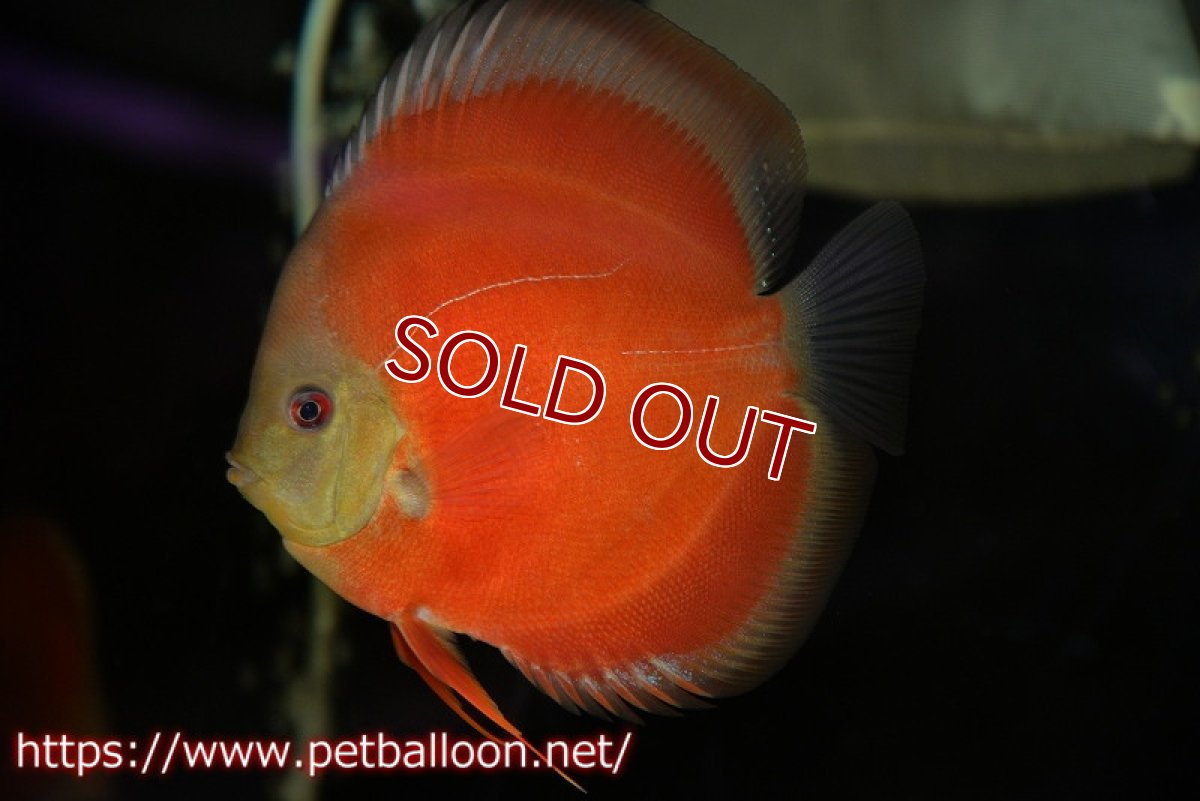 画像5: 【ディスカス】【ディスカス】【通販】【ニューストレイン】ワイルドクロスレッドカバーF3【個体ペア販売】12-13cm（生体）マレーシア　NAディスカスファーム (5)