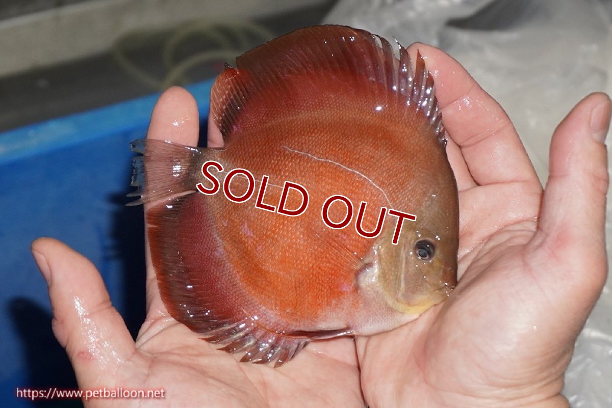 画像7: 【ディスカス】【ディスカス】【通販】【ニューストレイン】ワイルドクロスレッドカバーF3【個体ペア販売】12-13cm（生体）マレーシア　NAディスカスファーム (7)