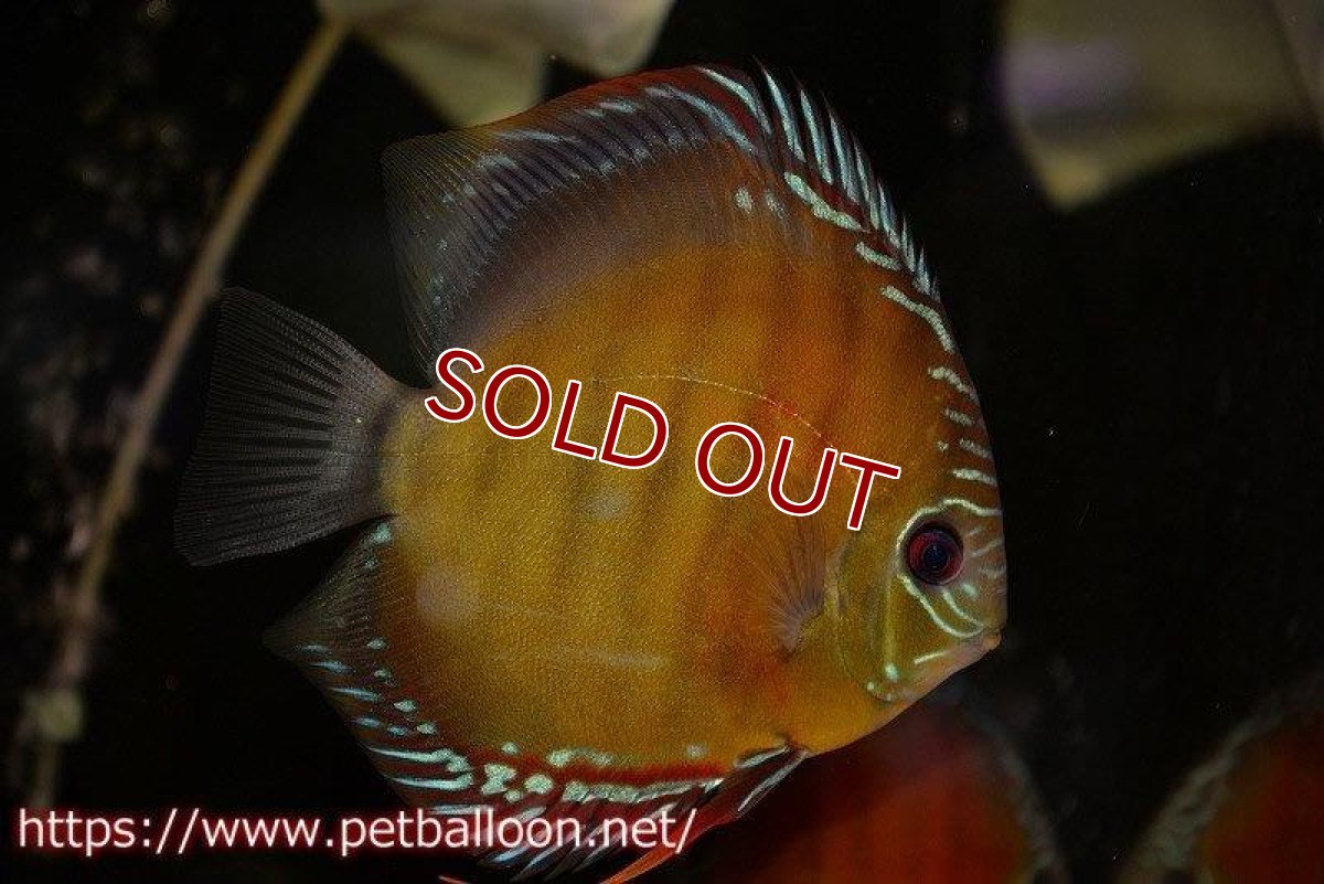 画像2: 【ディスカス】【通販】【産卵孵化経験あり】【厳選セレクトペア個体】ワイルドクロススーパーレッドF2【個体ペア販売】15cm（生体）国産ディスカス　京都産 (2)