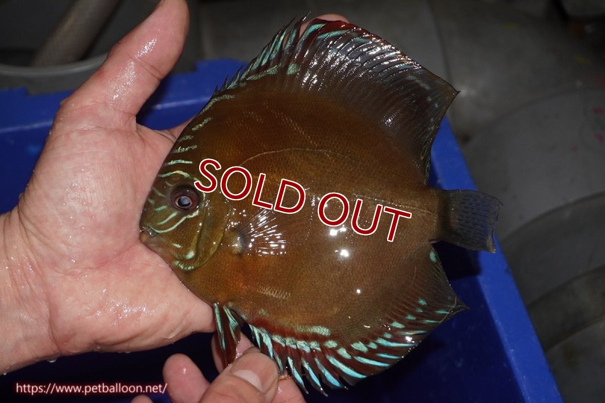 画像3: 【ディスカス】【通販】【産卵孵化経験あり】【厳選セレクトペア個体】ワイルドクロススーパーレッドF2【個体ペア販売】15cm（生体）国産ディスカス　京都産 (3)